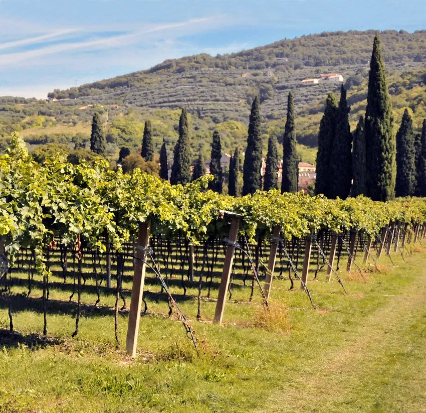 TENUTA TEZZA - Viticoltori in Valpantena bij Wijnhandel ARTIVIN Kwaliteitswijnen Holsbeek
